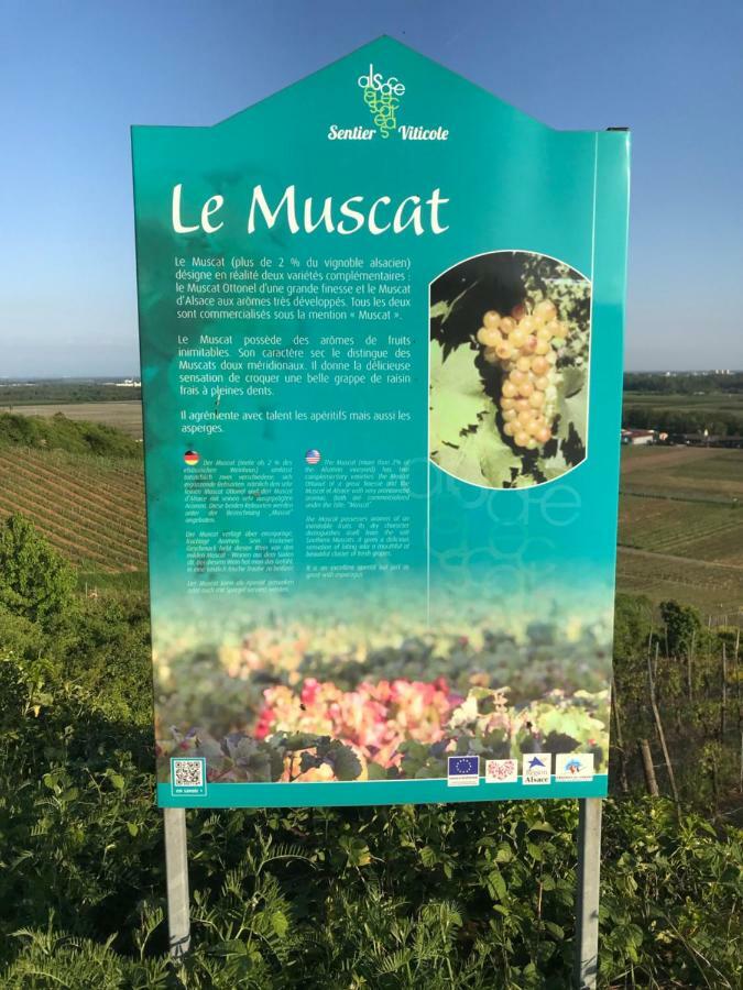 Le Muscat Lägenhet Colmar Exteriör bild